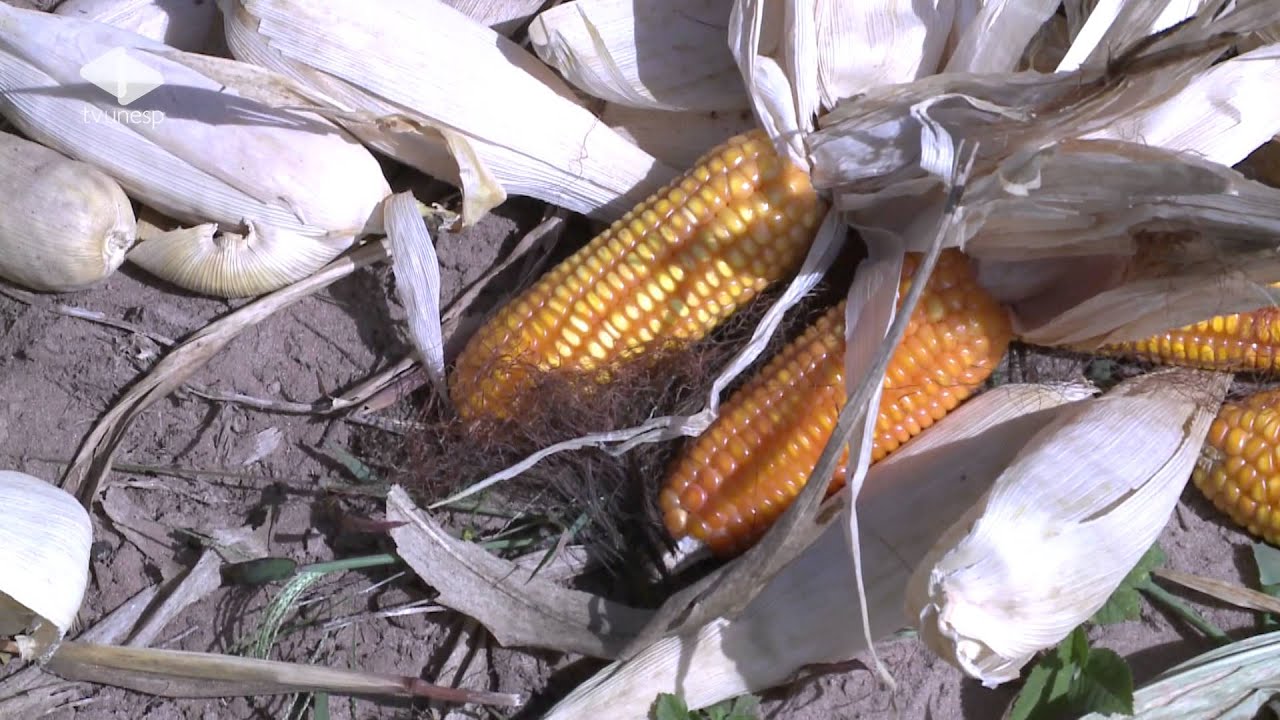 Unesp Ciência | edição 040: Distribuição de terra