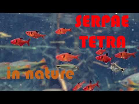 Tetra serpae (Hyphessobrycon eques) v prírode — prirodzený biotop juhoamerických tetier