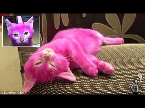 Elena Lenina paints kitten pink for party and the cat later DEAD from toxic blood poisoning