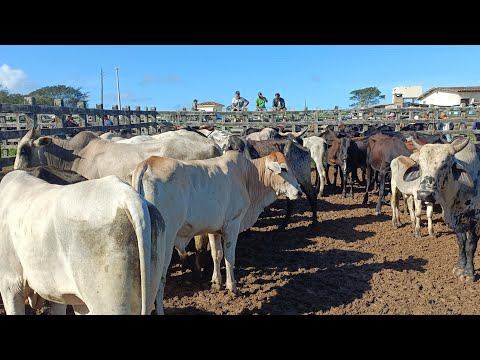 Feira de gado de Lagoa do Ouro/ PE 29/04/2026