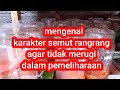 Mengenal Karakter Semut Rangrang Agar Tidak Salah Merawatnya