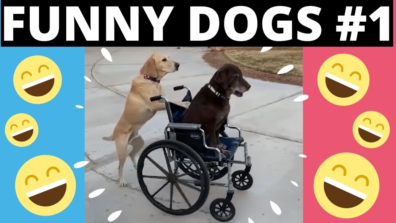 FUNNY DOGS #1 #funny #dogs #trynottolaugh