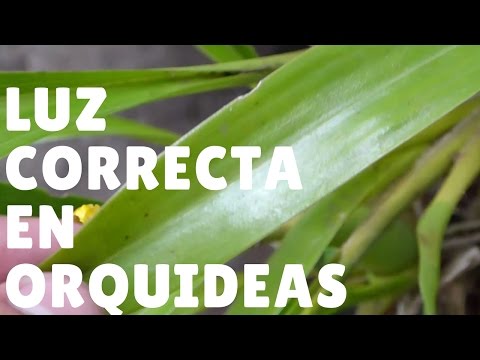 ¿Cómo saber si una orquídea tiene suficiente luz? || Orquiplanet