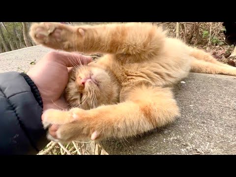 Non riesco a smettere di accarezzare questo adorabile gatto soriano arancione!