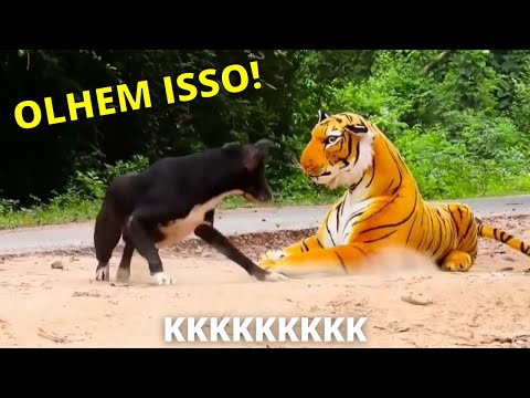 TIGRE FALSO vs CACHORRO | Fake Tiger Prank To dog 🤣🤣🤣