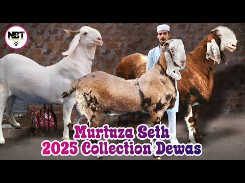 Murtuza Seth Dewas Ka Collection 2025 Heavyweight Bakre