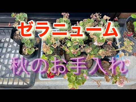 春にゼラニウムを再び元気にするにはどうすればよいですか？問題、原因、解決策  庭園