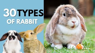 "Exploring the World of Rabbits: Discovering 30 Different Types of Rabbit"