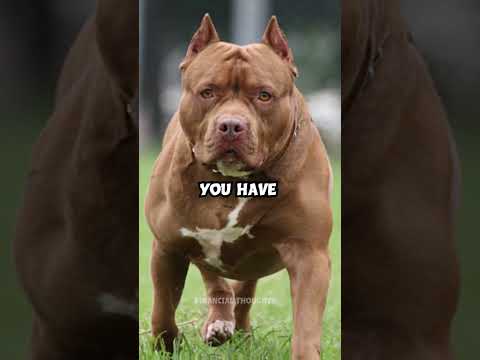 Jamie Foxx Shamed by  Pitbull 😂😂