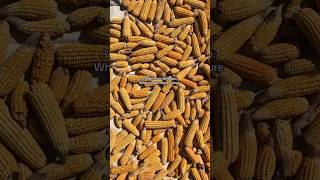 Download lagu Traditional Tshivenda maize meal making 🌽, grinding & winnowing heritage style #villagelife #africa mp3 Download lagu Traditional Tshivenda maize meal making 🌽, grinding & winnowing heritage style #villagelife #africa mp3
