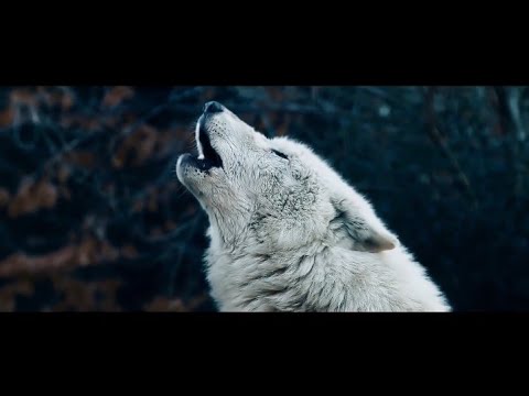 ريكمس حماسي 🔥- Blue (Video Music official)