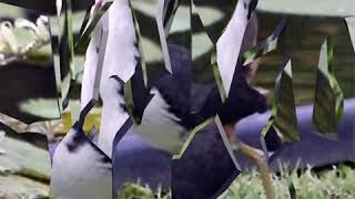 Download lagu suara pikat ruak durasi pendek mp3