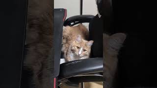 イスが好きな猫 #可愛い猫 #猫