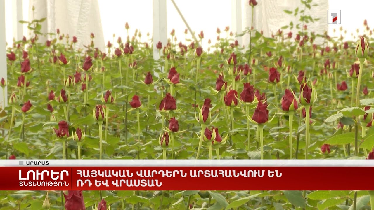 Հայկական վարդերն արտահանվում են ՌԴ և Վրաստան