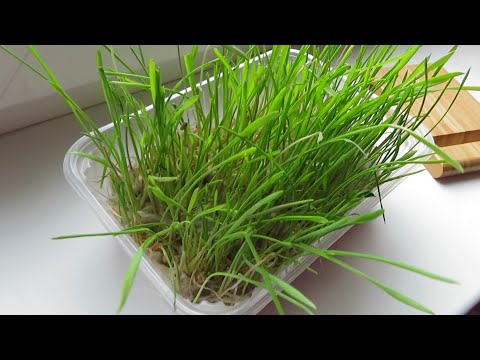 Как вырастить траву для кошки дома !