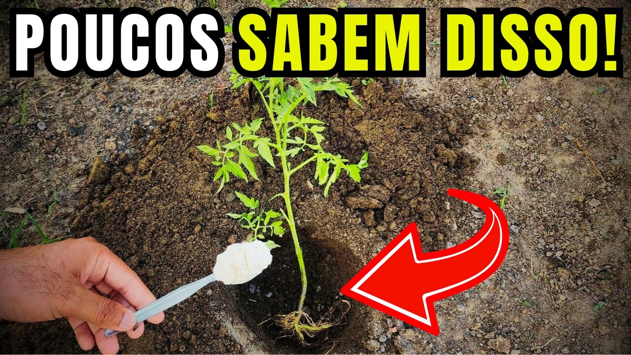 Nunca Plante Tomates sem isto para Frutos Grandes e mais Tomates
