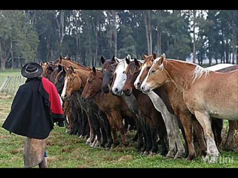 Orguho De Gaúcho - Pala velho