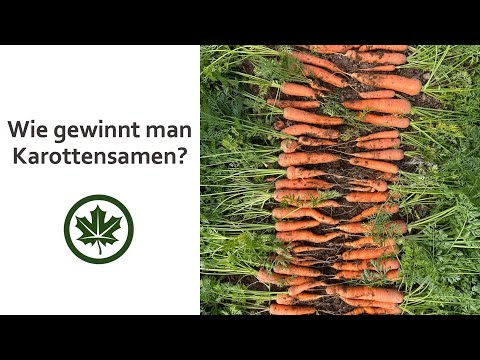 Wie gewinnt man Karottensamen?