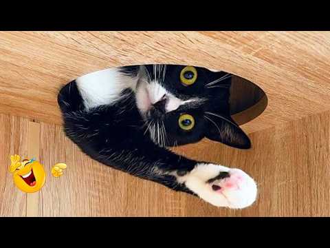 Best Cat Moments 🐈 | TRY NOT TO LAUGH – FUNNY Cat FAILS Compilation 😹😂