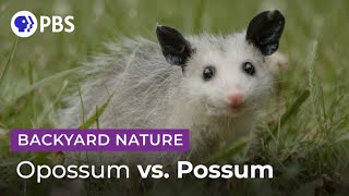 Mythbusting Opossum Facts | Backyard Nature