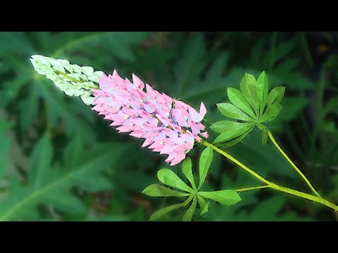 ABC TV | How To Make Lupine Paper Flower - Craft Tutorial
