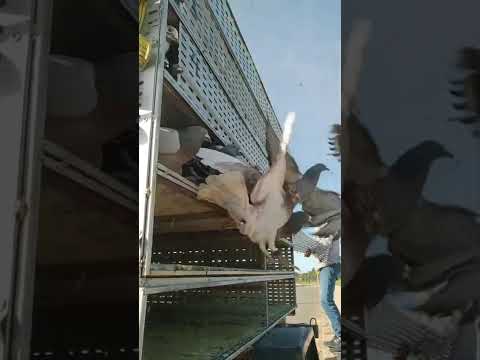 Treino Santana do Pirapama - MG parte -2 vídeo retirado do whatsapp!