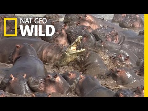 Watch What Happens When a Crocodile Walks Into a Herd of Hippos | Nat Geo Wild