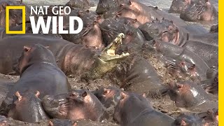 Watch What Happens When a Crocodile Walks Into a Herd of Hippos | Nat Geo Wild