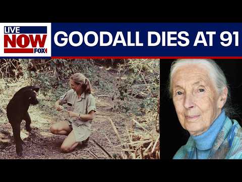 Video | Jane Goodall, famed conservationist, dies at 91 | LiveNOW from FOX