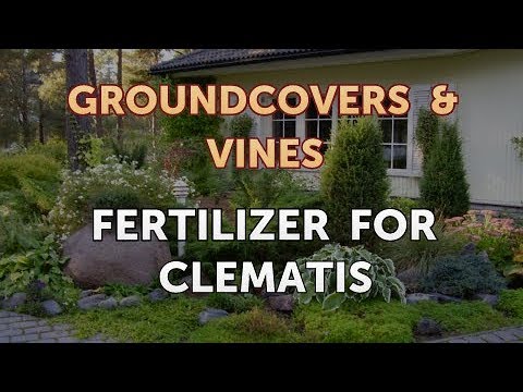 How to Grow a Trumpet Vine