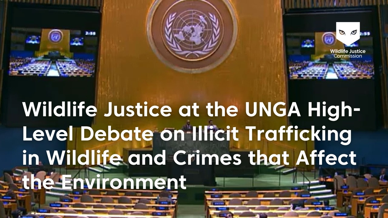Wildlife Justice calls for stronger global action against crimes that affect the environment at UNGA