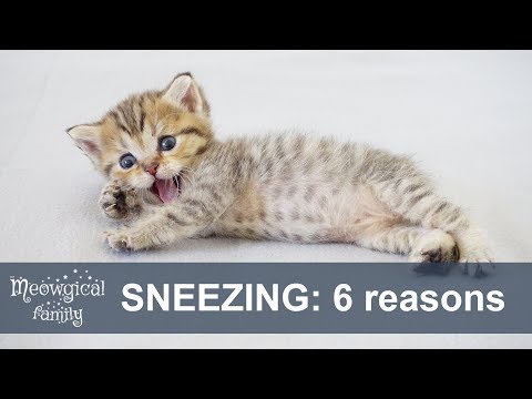 Cat SNEEZES? - TOP 6 reasons 