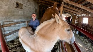 Not a Great Day for Catching Horses!! 😅 #849