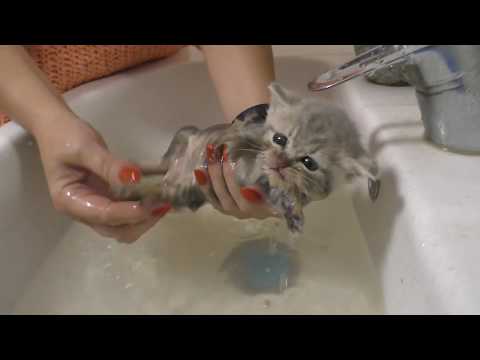 First bath for street kitten / help in our life - YouTube