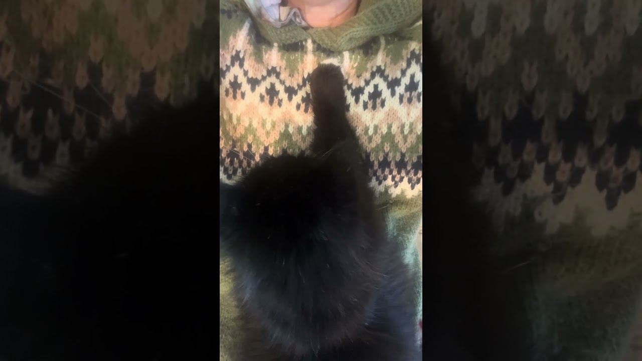 Enlarge Princess Purrfect, a ADOPTABLE Domestic Long Hair in Springfield, MA video 6/6