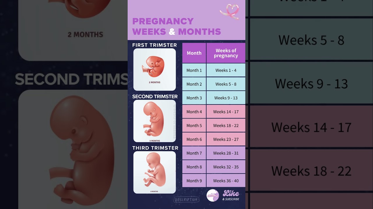 How to Calculate Pregnancy Weeks and Calendar Months 🗓️ | Tips for new mama