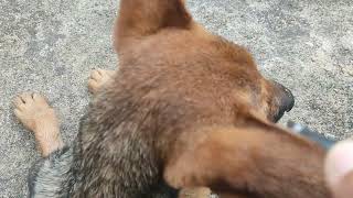 Ticks small bibi #animals #ticks #puppy #pets