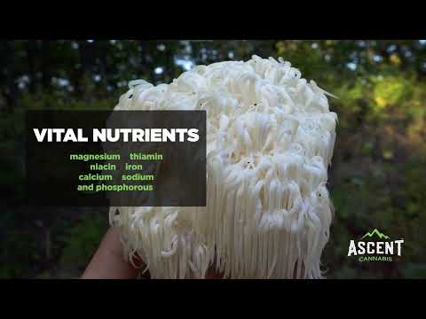 Edible Mushroom Gummies: Lion's Mane, Cordyceps, Reishi ~ How it works with CBD and THC