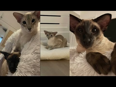 Kesha shows his cats