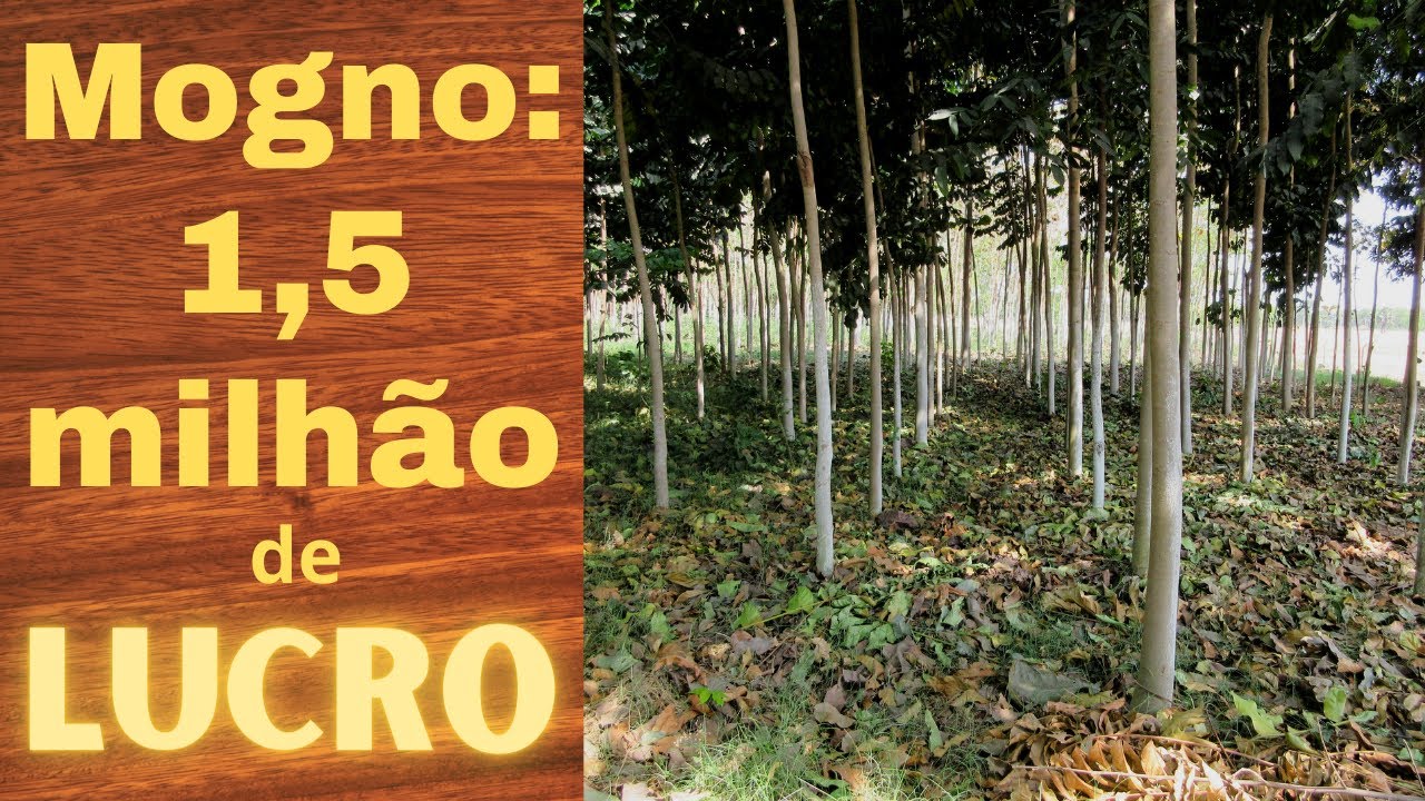 Does planting mahogany pay off? See costs and profit per hectare.