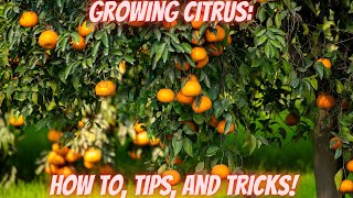 Growing Citrus Indoors & Outdoors | Container & Ground Planting