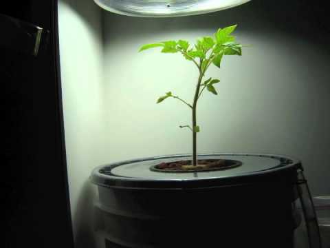 Roma Tomatoes pt2.m4v