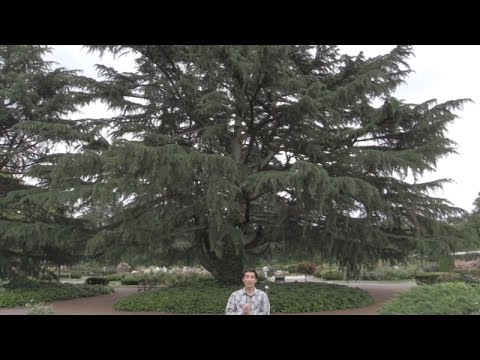 生命環境科学研究科　松谷茂客員教授「植物園で樹木学　第2回」