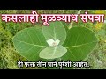 कसलाही मुळव्याध संपवा याची फक्त तीन प�