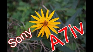 Waling and Talking With the Sony a7iv