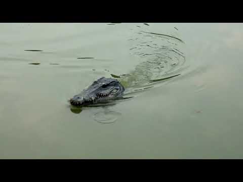 Flytec V002 V005 RC Simulation Crocodile Boat Spoof Toy