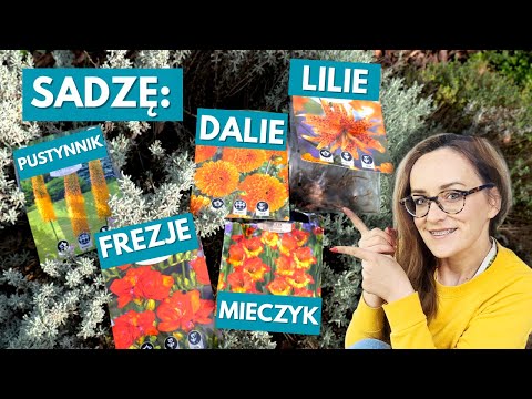 The most important rules for planting dahlias, lilies, freesias, and gladioli in your garden