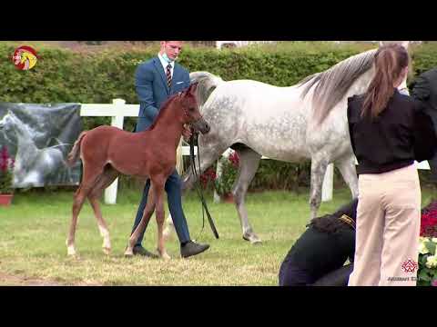 N 7 Forelock's Renaissance   2020 ELRAN ARABIAN CUP   Colt Foals Class 2