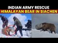 Watch Indian Army Soldiers Save Himalayan Brown Bear S Life In Siachen Viral Visuals Surface