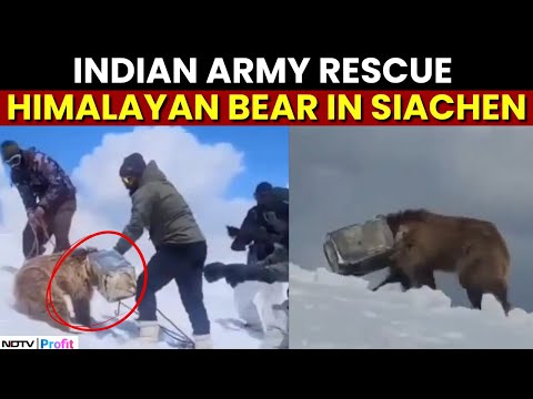 Watch: Indian Army Soldiers Save Himalayan Brown Bear's Life In Siachen; Viral Visuals Surface
